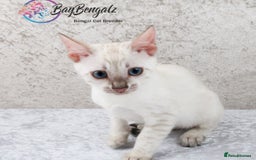 Bengal cats for sale: Champion line Superb Bengal Kittens  - Image 28