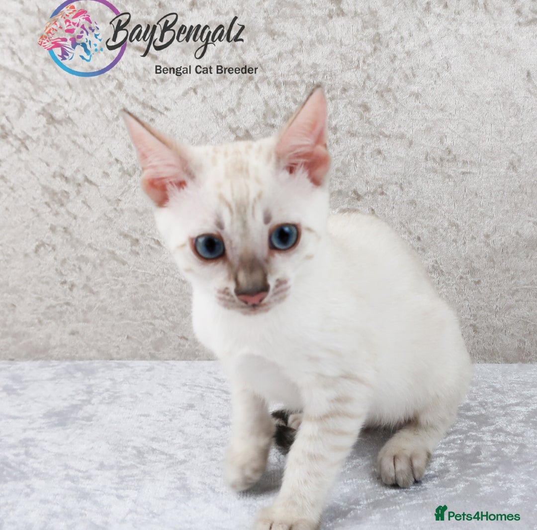 Bengal cats for sale: Champion line Superb Bengal Kittens  - Image 28