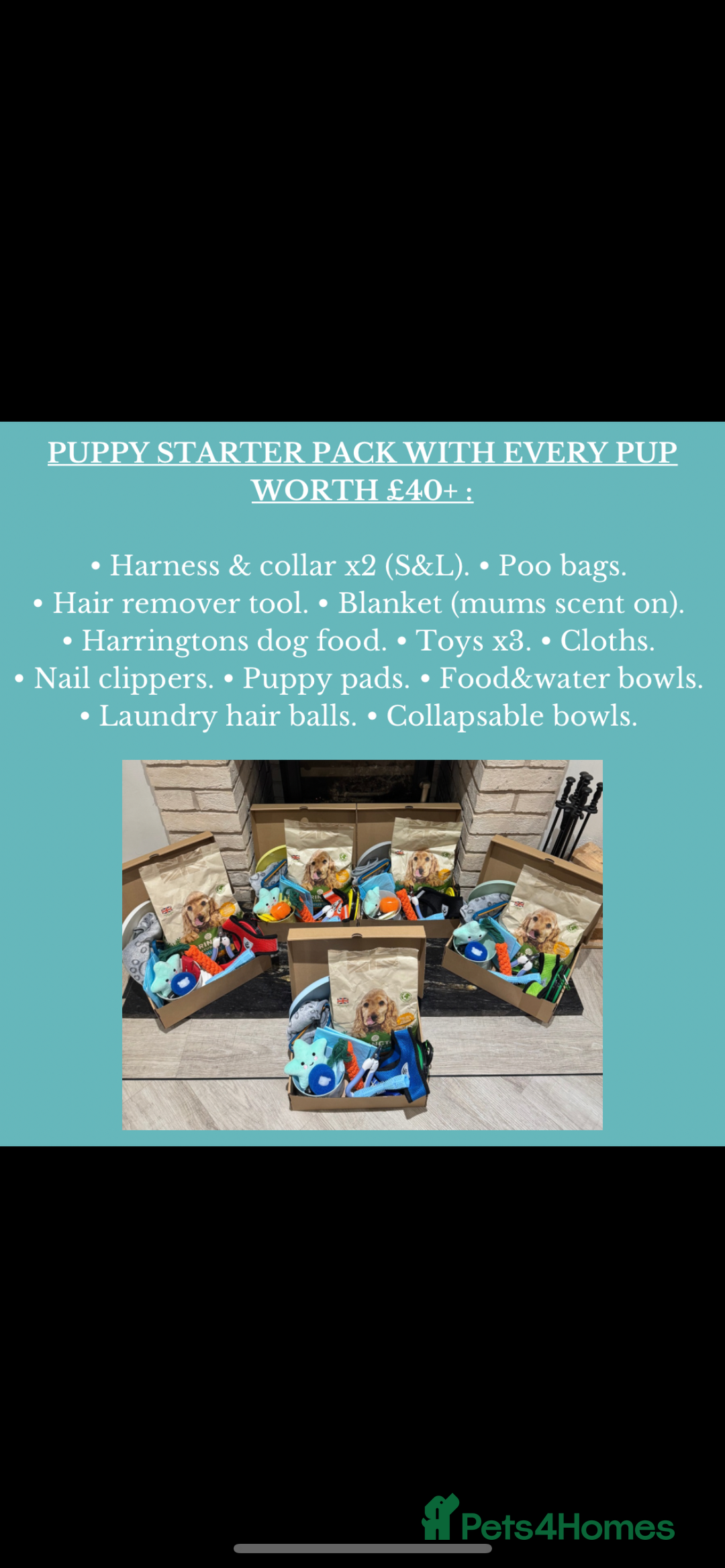 Cocker Spaniel dogs for sale: Showtype Cocker spaniel pups KC registered  - Advert 27