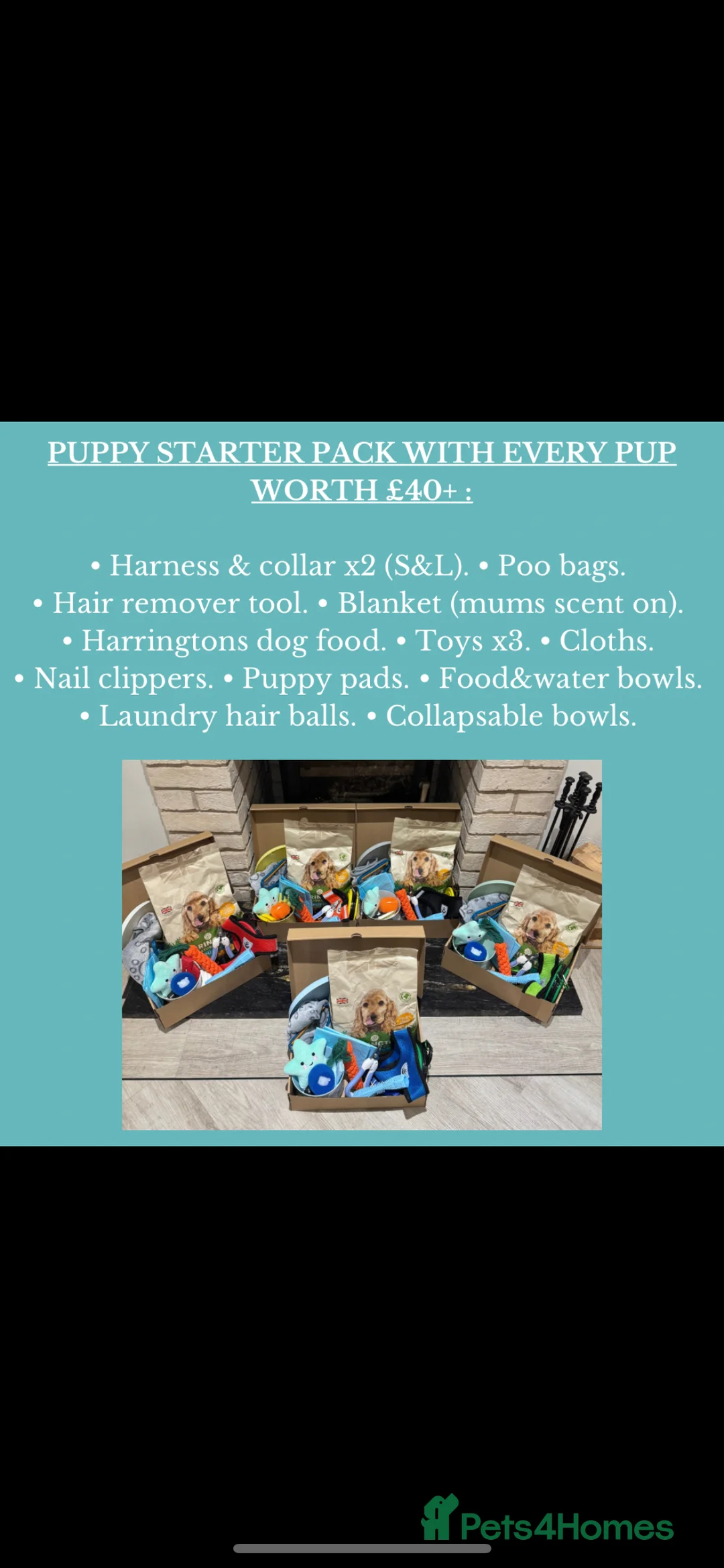 Cocker Spaniel dogs for sale: Showtype Cocker spaniel pups KC registered  - Advert 27