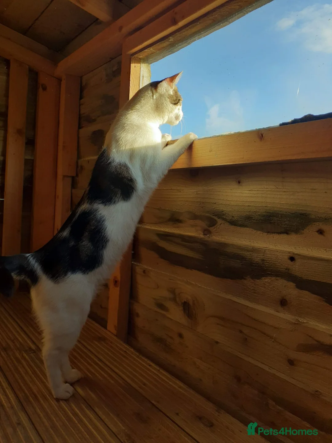 Domestic Shorthair cats for sale: Male semi feral cat in Kilmarnock - Advert 8