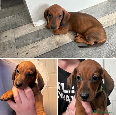 Dachshund dogs - Advert 1