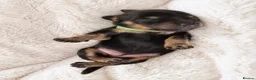 Miniature Dachshund dogs for sale: Premium quality Minature Daschunds | DNA Tested  - Advert 4