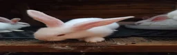 Continental Giant rabbits for sale: Continental giant babies  - Advert 5