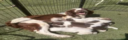 English Springer Spaniel dogs for sale: Kc registered ernglish springer spaniel puppies - Advert 8