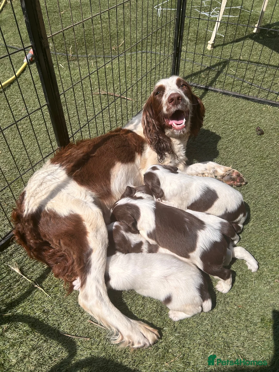 English Springer Spaniel dogs for sale: Kc registered ernglish springer spaniel puppies - Advert 8
