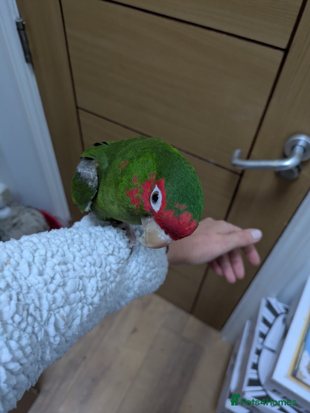 Conures birds for sale: Mitred conure mitred parakeet silly tamed  - Advert 11