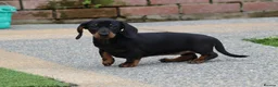 Dachshund dogs for sale: Miniature Dachshund puppies for sale - Advert 14