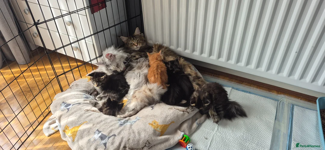 Maine Coon cats for sale: Gorgeous Maine Coons  - Advert 38