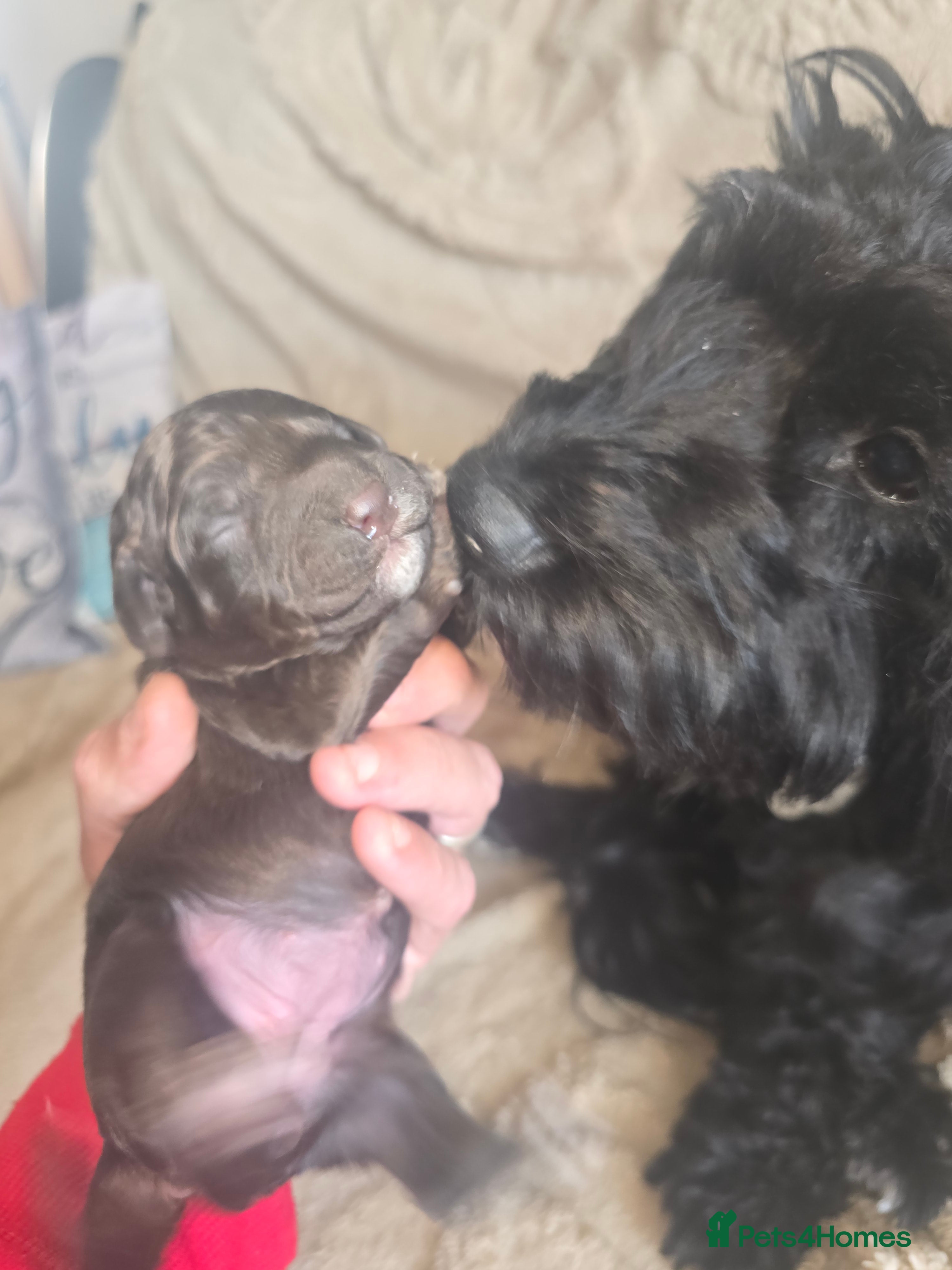 Cockapoo dogs Cockapoo Puppies – 1 Boy & 1 Girl Available - Advert 2