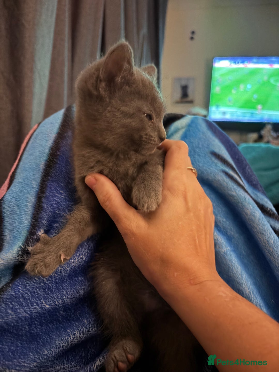 Mixed Breed cats for sale: Half ragdolls cuddly, all girls, ready now - Advert 11