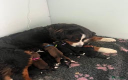 Bernedoodle dogs for sale: 6 medium f1 bernedoodle puppies for sale  - Image 2