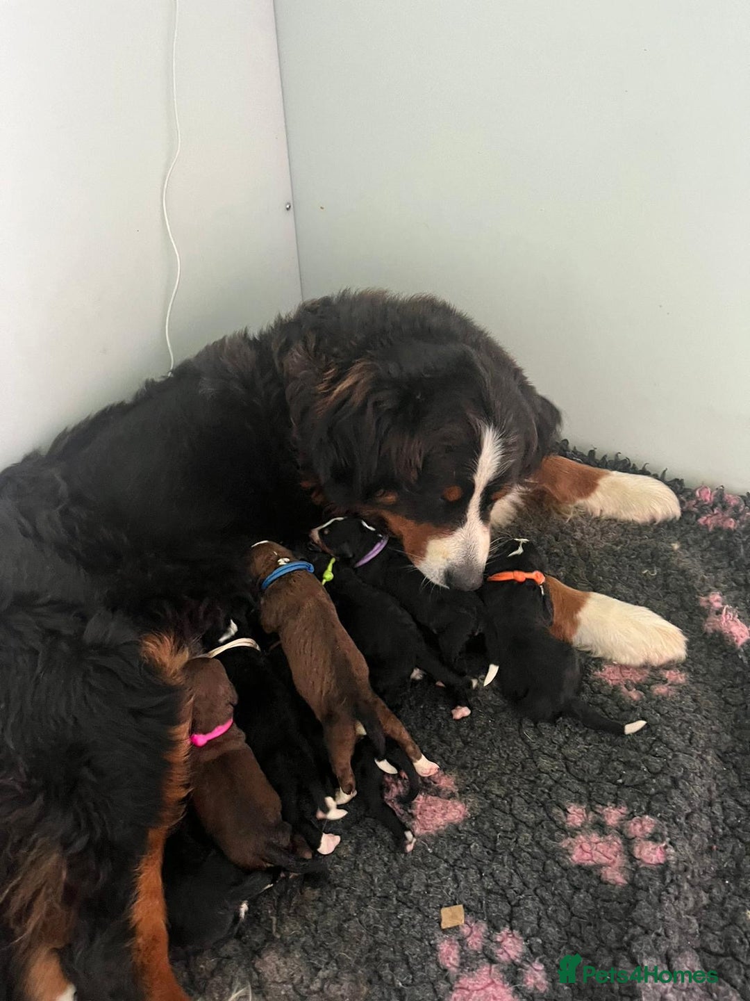 Bernedoodle dogs for sale: 6 medium f1 bernedoodle puppies for sale  - Image 2