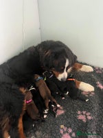 Bernedoodle dogs - Advert 1