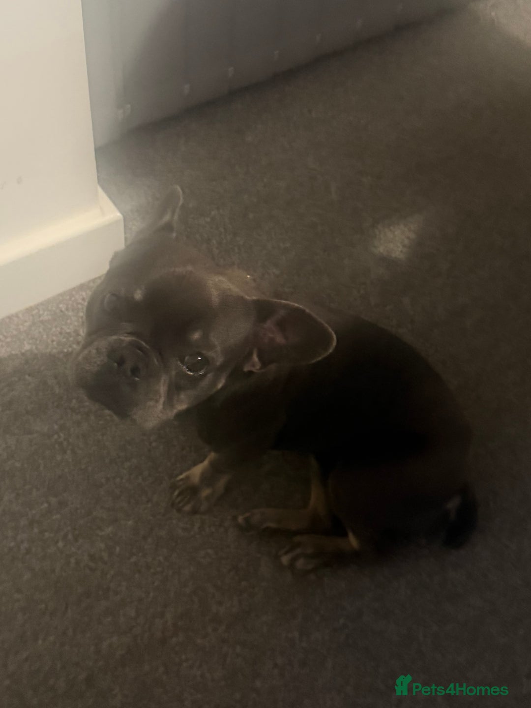 French Bulldog dogs for sale: Male grey french bulldog  - Image 6