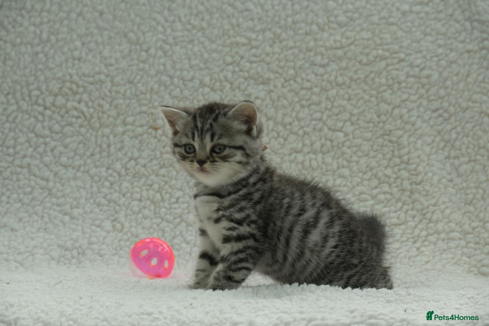 British Shorthair cats for sale: Gccf registered British Shorthair silver tabby's  - Advert 1