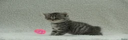 British Shorthair cats for sale: Gccf registered British Shorthair silver tabby's  - Advert 13