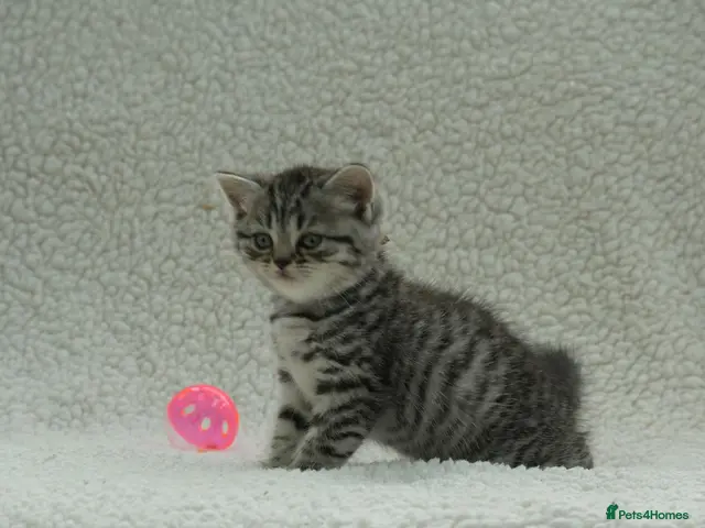 British Shorthair cats for sale: Gccf registered British Shorthair silver tabby's - Advert 1