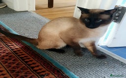 Siamese cats for stud: NOT FOR SALE Male 3/4 Siamese for stud - Image 1