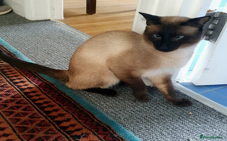 Siamese cats - Advert 1
