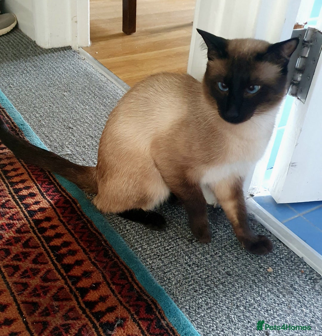 Siamese cats for stud: NOT FOR SALE Male 3/4 Siamese for stud - Image 1