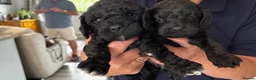 Cavapoo dogs for sale: Beautiful chunky fluffs available very soon - Advert 5