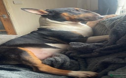 English Bull Terrier dogs for sale: English Bull Terrier - Image 5