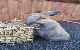 Mini Lop rabbits for sale: Mini lops 2 litters 2 + 5 - Image 10
