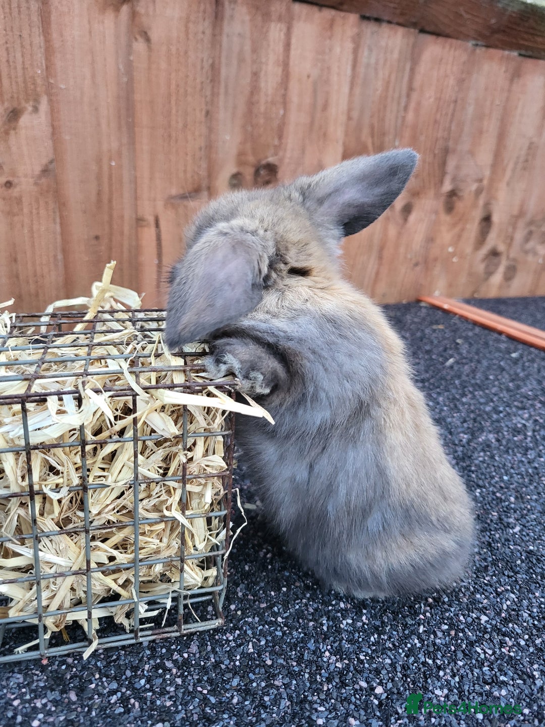 Mini Lop rabbits for sale: Mini lops 2 litters 2 + 5 - Image 10