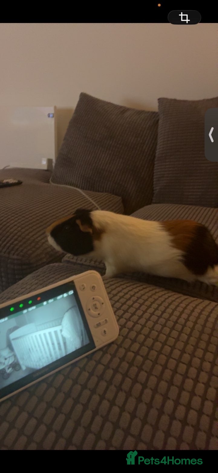 Guinea Pig rodents Male guinea pig  - Advert 6