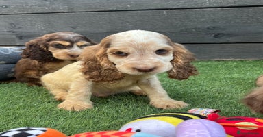 Cocker Spaniel dogs - Advert 14