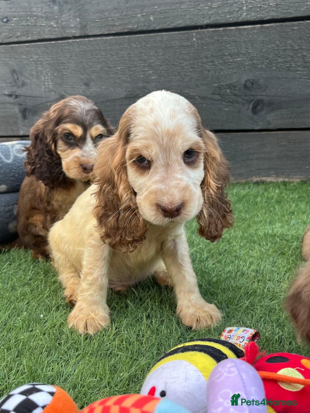 Cocker Spaniel dogs for sale: ❤️Gorgeous, Happy, Healthy, Spaniel babies 💙 - Image 3
