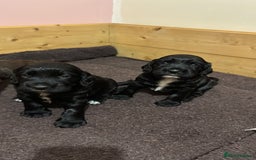 Sprocker dogs for sale: Sprocker Puppies x2 Male - Image 6