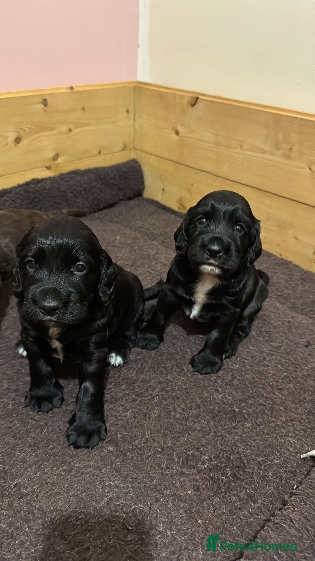 Sprocker dogs for sale: Sprocker Puppies x2 Male - Image 6