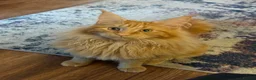 Mixed Breed cats for sale: Maine coon x ragdoll kittens - Advert 10