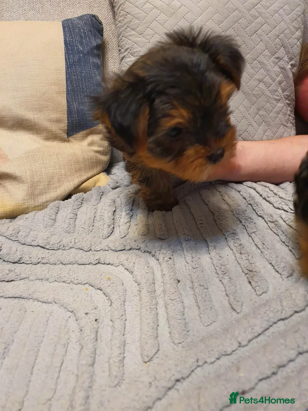 Yorkshire Terrier dogs for sale: 4 Yorkshire Terrier Puppies - Advert 3