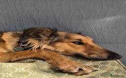 Mixed Breed dogs for adoption: COFFEE & ROBYN  – adopt a bonded pair  - Advert 8