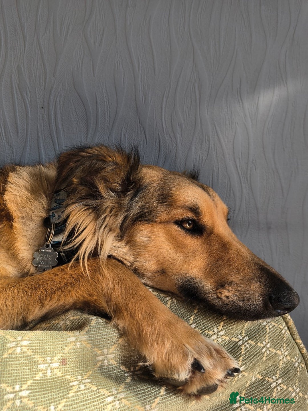 Mixed Breed dogs for adoption: COFFEE & ROBYN  – adopt a bonded pair  - Advert 8