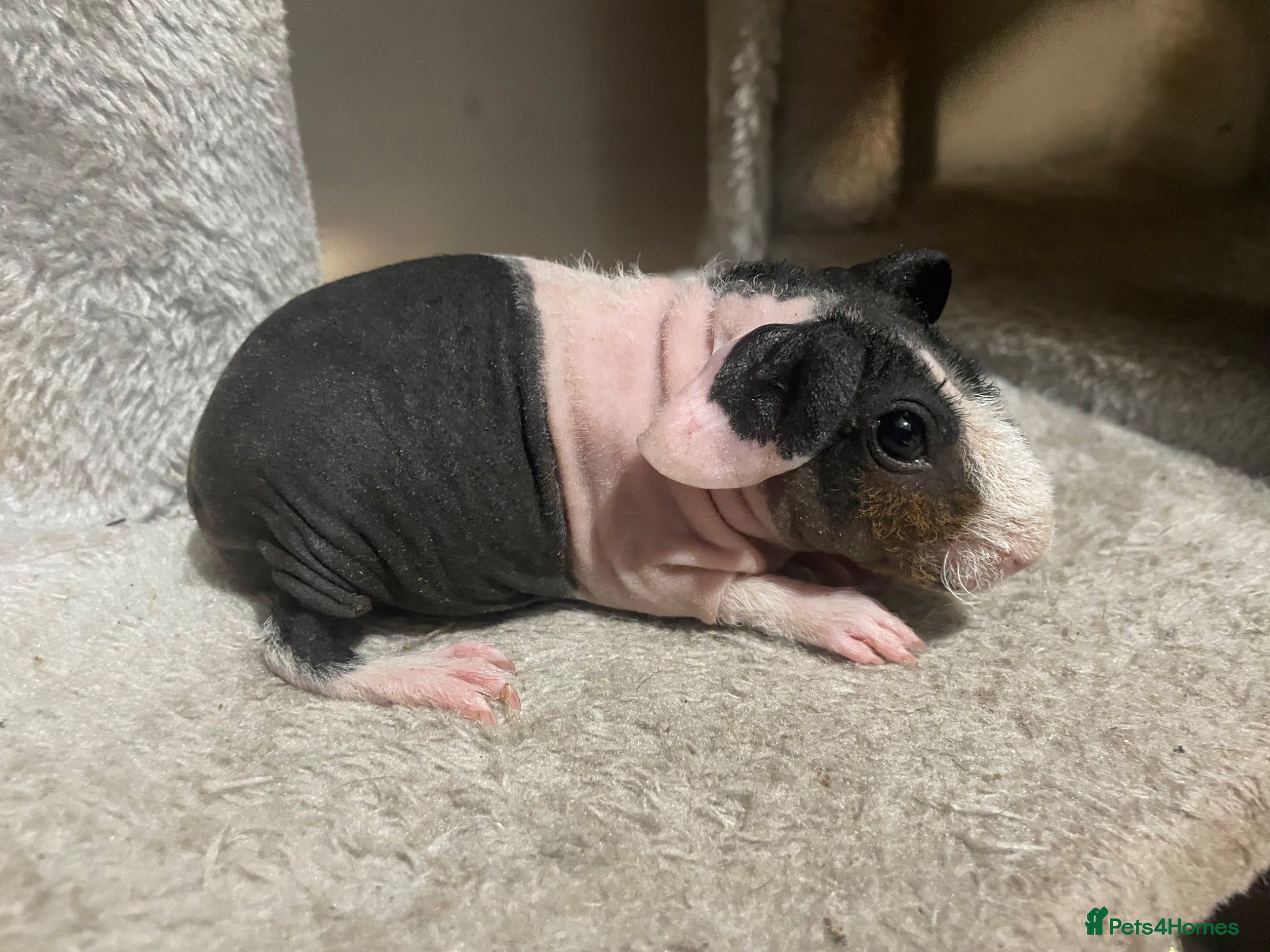 Guinea Pig rodents Female tri skinny pig 💕💕 - Advert 1