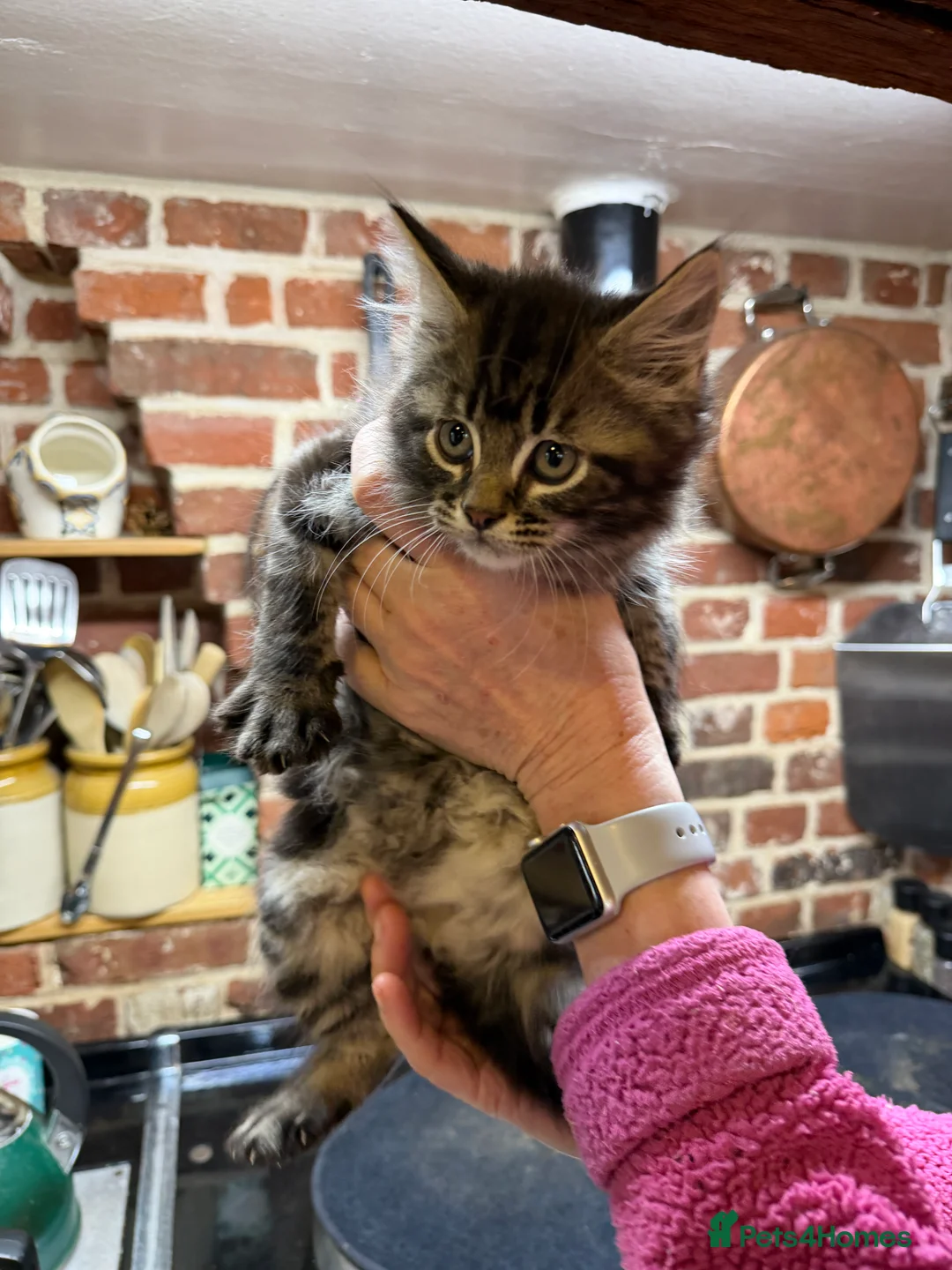 Mixed Breed cats for sale: Lovely 8 kittens are looking for home  - Advert 9