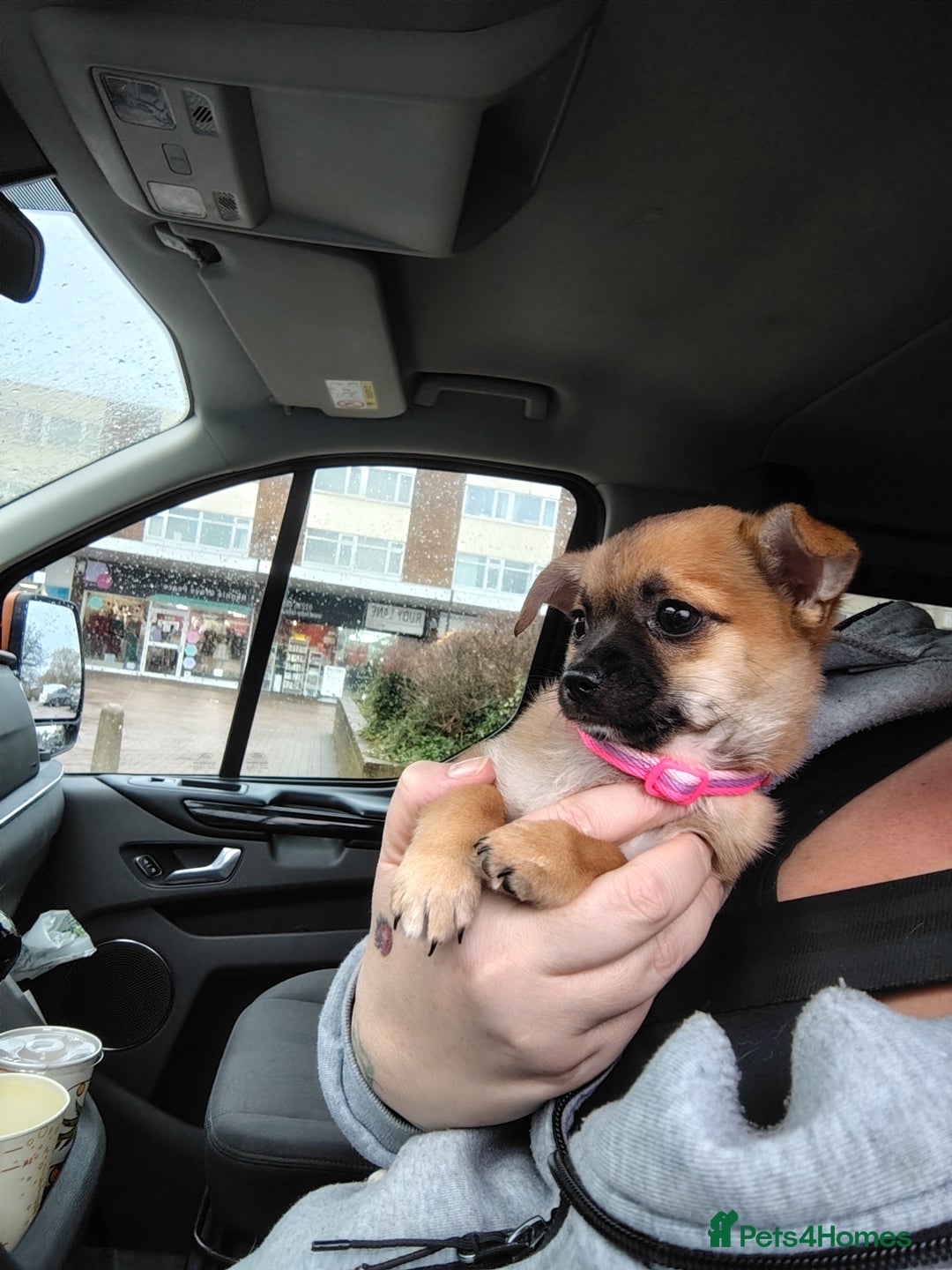 Pomchi dogs for sale: Pomchi girl phoebe  - Advert 24
