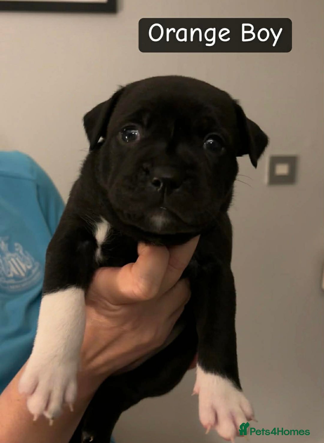 Staffordshire Bull Terrier dogs for sale: Staffordshire bull terrier puppies - Advert 9