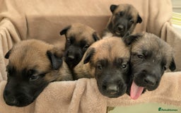 Mixed Breed dogs for sale: Belgian shepherd x Caucasian shepherd puppies  - Advert 4