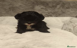 Shihpoo dogs for sale: 💕Stunning Rare F1 Merle Shoodles/Shihpoos💕 - Image 5
