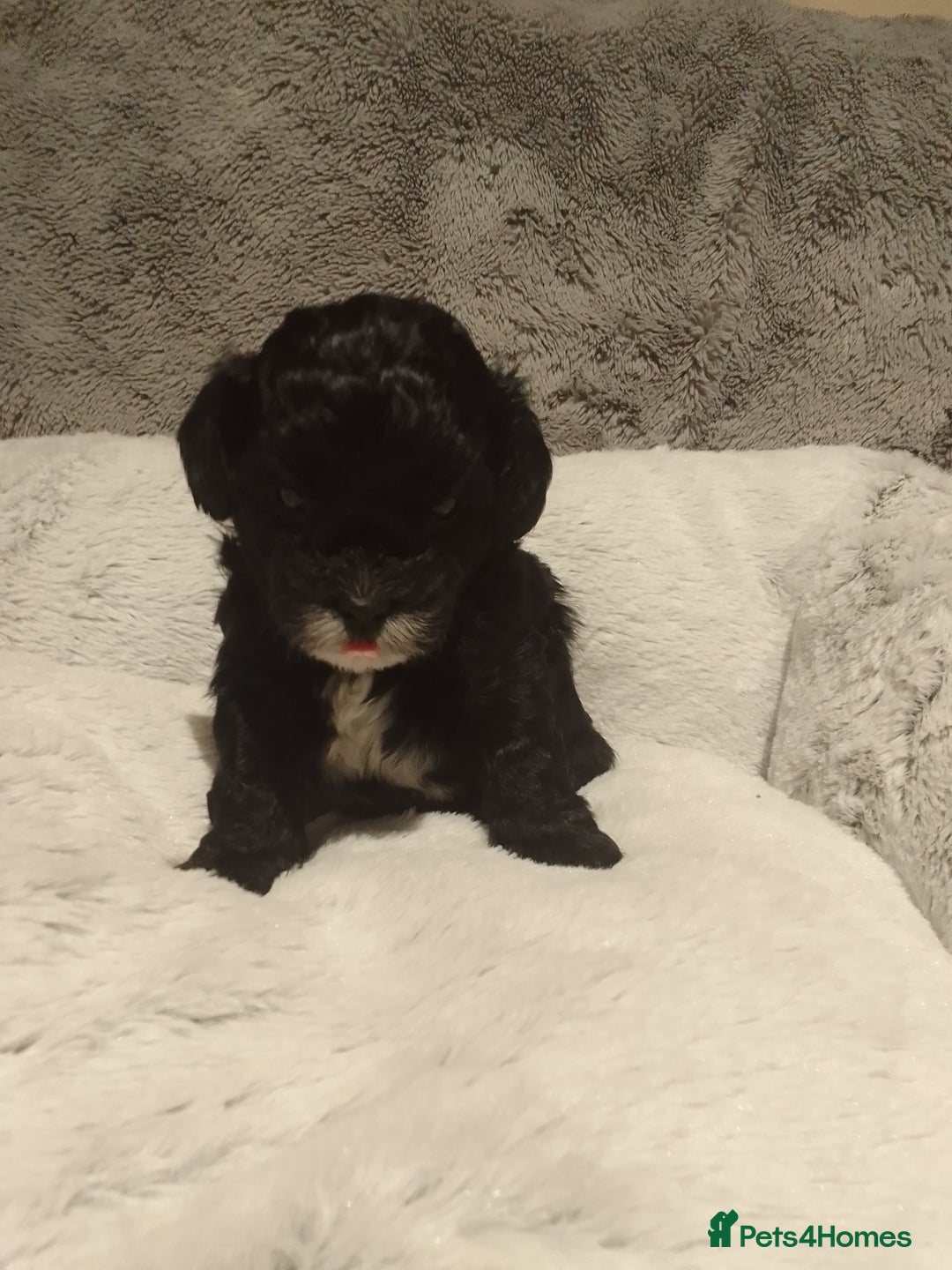Shihpoo dogs for sale: 💕Stunning Rare F1 Merle Shoodles/Shihpoos💕 - Image 5