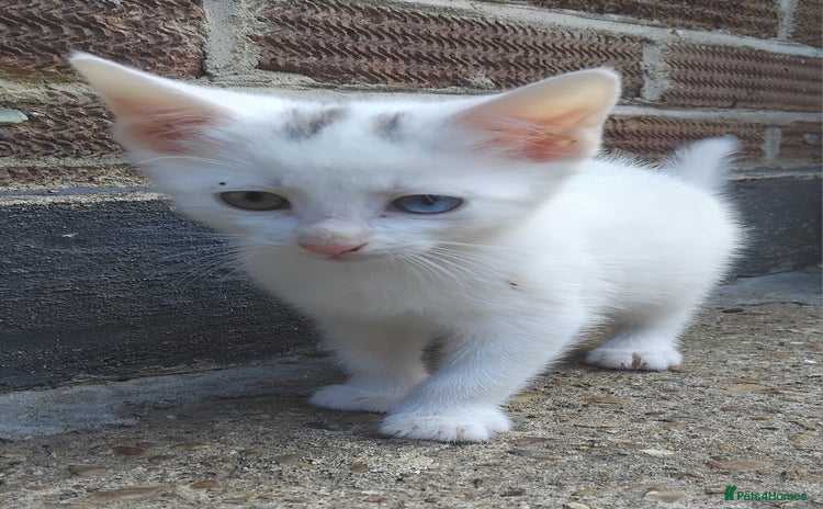 Mixed Breed cats - Advert 15