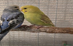 Budgerigars birds for sale: 2 friendly budgies - Advert 5