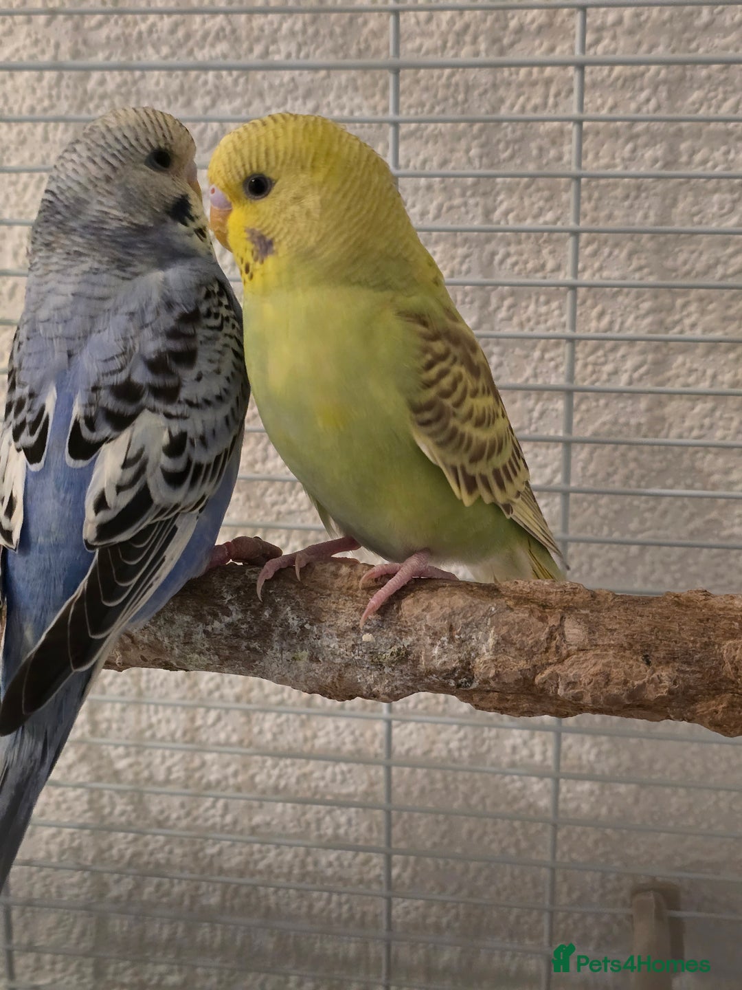 Budgerigars birds for sale: 2 friendly budgies - Advert 5