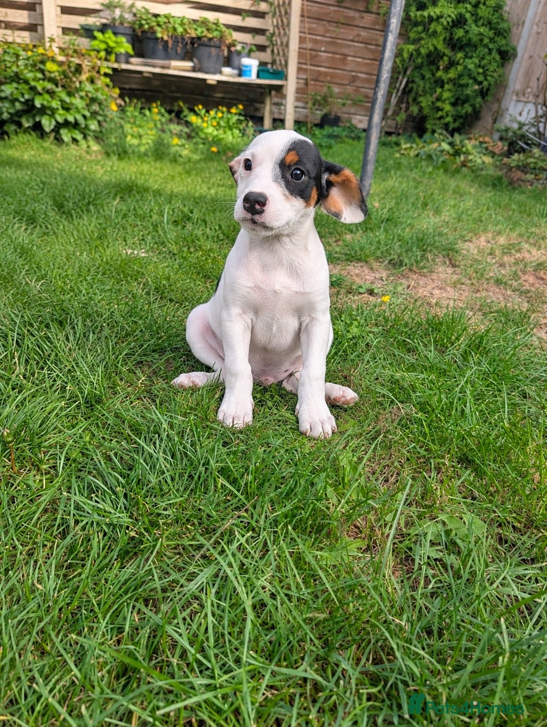 Jack Russell dogs Beautiful Jack Russell Puppies for sale 💙🐶🐾 - Advert 2