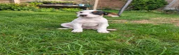 Jack Russell dogs for sale: Beautiful Jack Russell Puppies for sale 💙🐶🐾 - Advert 2